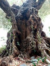 Old, intricate shaped olive tree trunck