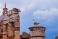 The old ionic column that a seagull sat down. The Roman Forum Rome Royalty Free Stock Photo