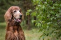 Old iris setter dog animal Royalty Free Stock Photo