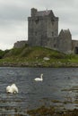 Old Irish Dunguaire castle with swans Royalty Free Stock Photo