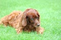 Old irish setter lying on the grass Royalty Free Stock Photo