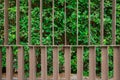 Old iron fence with rustproof coating with green ornamental trees.