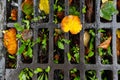 Old iron grates with rust through a long time. iron grating in asphalt with autumn leaves, rain, autumn, october Royalty Free Stock Photo