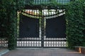 Old iron ornament gate and fence overgrown with green Parthenocissus