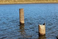 old iron pipes driven into the river Royalty Free Stock Photo