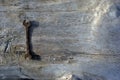 Old iron rusty wrench on cracked old boards, grunge texture Royalty Free Stock Photo