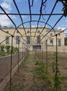 An Old Iron Vine arch or Pergola installed in the Gardens of the Estoi Palace Hotel. Royalty Free Stock Photo