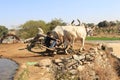 Old irrigation system using ox and wheel for farming