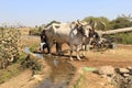 Old irrigation system using ox and wheel for farming