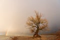 Old isolated willow on the shore of lake Constance Royalty Free Stock Photo