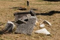 Old Italians Cemetery in Buje, Croatia