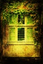 Old ivy-clad window