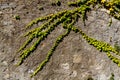 An old ivy-covered wall in a stone house on a street in Varenna, a small town on lake Como, Italy Royalty Free Stock Photo