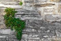 An old ivy-covered wall in a stone house on a street in Varenna, a small town on lake Como, Italy Royalty Free Stock Photo