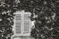 Old window with shutters and ivy-covered wall, abstract background Royalty Free Stock Photo