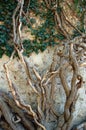 Old ivy tree Royalty Free Stock Photo