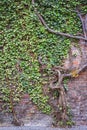 An old ivy tree covered a red brick wall Royalty Free Stock Photo