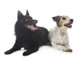 Old jack russel terrier and Schipperke Royalty Free Stock Photo
