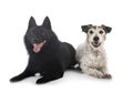 Old jack russel terrier and Schipperke Royalty Free Stock Photo