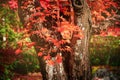 Old Japanese maple Tree in Autumn Royalty Free Stock Photo