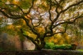 Old Japanese Maple Tree in garden Royalty Free Stock Photo