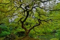 Old Japanese Maple Tree Royalty Free Stock Photo