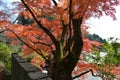 Old Japanese Maple Tree with Red Leafs Royalty Free Stock Photo