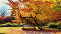 An Old Japanese Maple Tree stands tall in a serene garden with bench Royalty Free Stock Photo