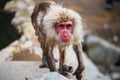 old Japanese Snow monkey in Yamanouchi Royalty Free Stock Photo