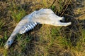 Old jaw bone of animal on grass Royalty Free Stock Photo