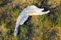 Old jaw bone of animal on grass Royalty Free Stock Photo