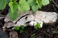 Old jaw bone Royalty Free Stock Photo