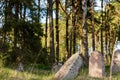 Old Jewish cemetery, centuries-old graves surrounded by pine trees