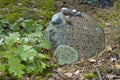 Old Jewish cemetery in the forest. The cemetery is located in Poland. Unreadable Yiddish text inscriptions on the stones.