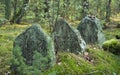 Old Jewish cemetery in the forest. The cemetery is located in Poland. Unreadable Yiddish text inscriptions on the stones.