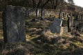 Old jewish tombstones on abandoned jewish cemetery
