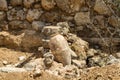 Old jug near stone wall, archaeological park of Shiloh, Israel