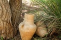 Old jugs near tree, archaeological park of Shiloh, Israel