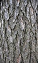 Juniper bark texture Royalty Free Stock Photo