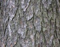 Juniper bark texture Royalty Free Stock Photo