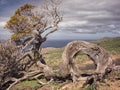 Old juniper in the Sabinar of El Hierro island,Canary islands, S