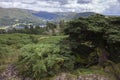 Old Juniper tree, Cumbria Royalty Free Stock Photo