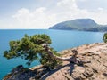 Old juniper tree growing on steep rock against the sea Royalty Free Stock Photo