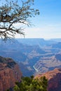 Old juniper tree, Juniperus communis L. ( Cupressaceae), on the edge of the Grand Canyon, Arizona. Royalty Free Stock Photo