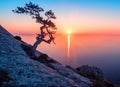 Old juniper tree on sunset Royalty Free Stock Photo