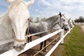 Old Kladruby Horse in Czech Republic Royalty Free Stock Photo