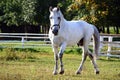 Old Kladruby horse in egress Royalty Free Stock Photo