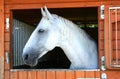 Old Kladruby horse in stable Royalty Free Stock Photo