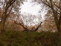 old knobbley famous oak tree furze hills mistley forest big tree Royalty Free Stock Photo