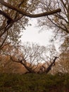 old knobbley famous oak tree furze hills mistley forest big tree Royalty Free Stock Photo